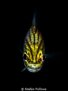 Grrrrrr ... ! Cardinalfish - Apogonidae sp. Chaloklum, Th... by Stefan Follows 